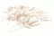 Preserved Mountain Fern Pink 4