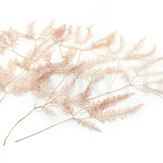 Preserved Mountain Fern Pink