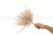 Preserved Mountain Fern Pink 5
