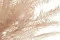 Preserved Mountain Fern Pink 6