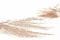 Preserved Mountain Fern Pink 10
