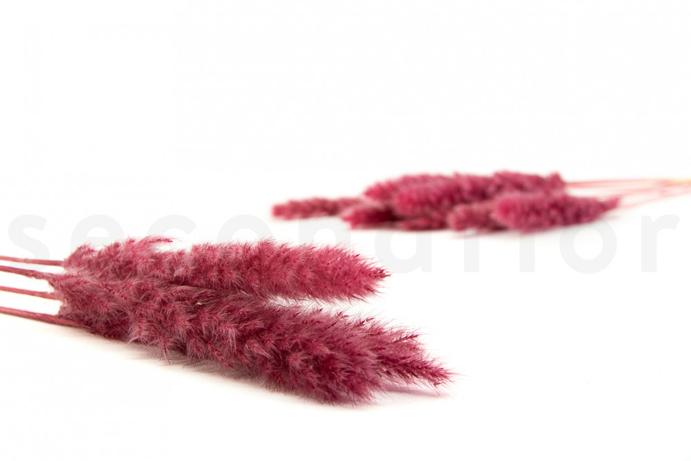 Tail Reed Mini Dried - 12 Units - Carnival Rouge
