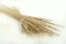 Dried Cattail White (x25) 9