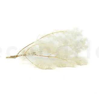 Ming Fern stabilis&eacute; Blanc