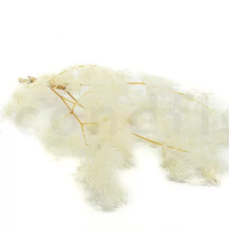 Preserved Ming Fern White