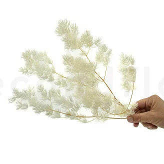 Ming Fern stabilis&eacute; Blanc