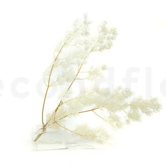 Preserved Ming Fern White