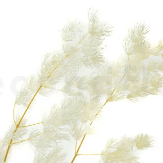 Preserved Ming Fern White