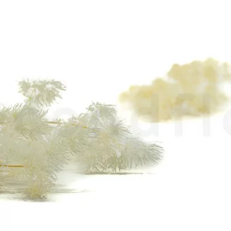 Ming Fern stabilis&eacute; Blanc