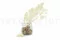 Preserved Ming Fern White 5