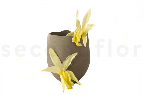 Orchidée Cattleya Stabilisée - Boîte de 2 - Jaune