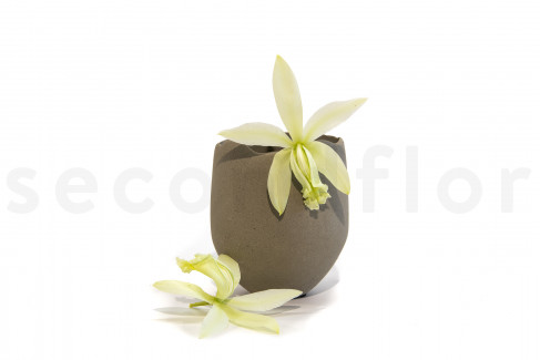 Orchidée Cattleya Stabilisée - Boîte de 2 - Vert