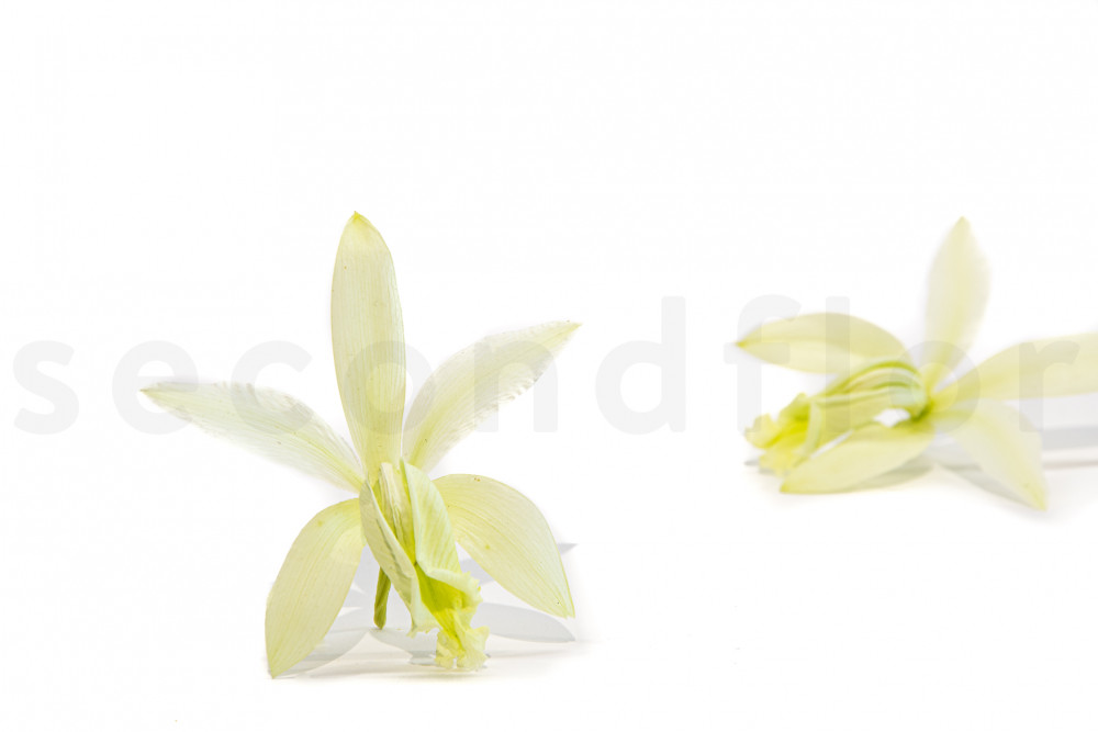 Orquídea Cattleya Estabilizada - Caja de 2 - Verde