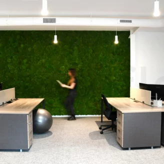 Muschio a Sfera stabilizzato Nature Green (Cartone sfuso)