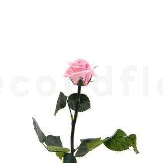 Konservierte Rose mit 30 cm Stiel Pastellrosa - Einzelne Geschenkbox (x25)