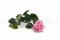 Rosa stabilizzata con stelo 30 cm Rosa Pastello - Scatola regalo individuale (x25) 8