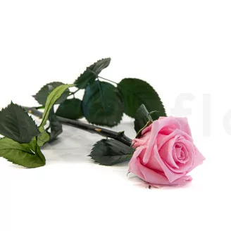 Preserved Rose on stem 30 cm Pastel Pink - Individual Gift Box (x25)