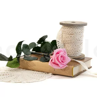 Konservierte Rose mit 30 cm Stiel Pastellrosa - Einzelne Geschenkbox (x25)