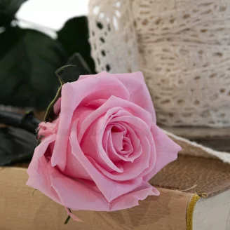 Konservierte Rose mit 30 cm Stiel Pastellrosa - Einzelne Geschenkbox (x25)