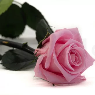 Preserved Rose on stem 30 cm Pastel Pink - Individual Gift Box (x25)