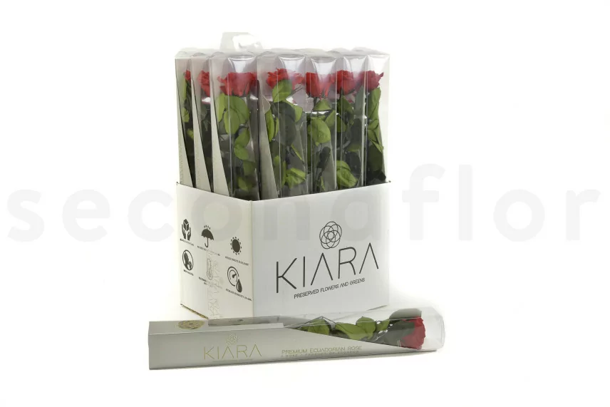 Rose stabilis&eacute;e sur tige 50 cm Rouge - Bo&icirc;te cadeau individuelle (x20)