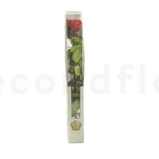 Konservierte Rose mit 50 cm Stiel Rot - Einzelne Geschenkbox (x20)