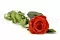 Preserved Rose on stem 50 cm Red - Individual Gift Box (x20) 7