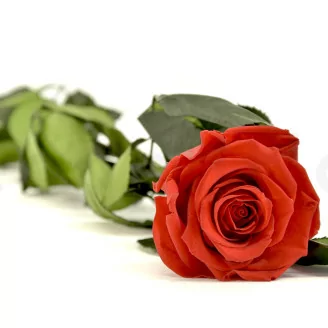 Rosa stabilizzata con stelo 50 cm Rosso - Scatola regalo individuale (x20)