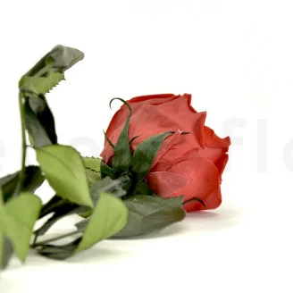 Konservierte Rose mit 50 cm Stiel Rot - Einzelne Geschenkbox (x20)