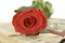 Rosa stabilizzata con stelo 50 cm Rosso - Scatola regalo individuale (x20) 6