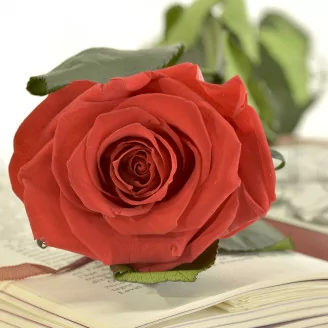 Rosa stabilizzata con stelo 50 cm Rosso - Scatola regalo individuale (x20)