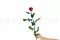 Rosa stabilizzata con stelo 50 cm Rosso - Scatola regalo individuale (x20) 3