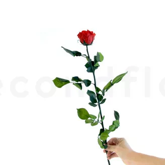 Rosa stabilizzata con stelo 50 cm Rosso - Scatola regalo individuale (x20)