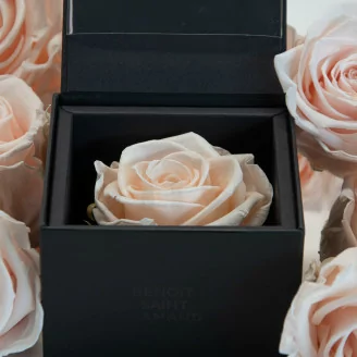 Scatola con rosa stabilizzata Rosa