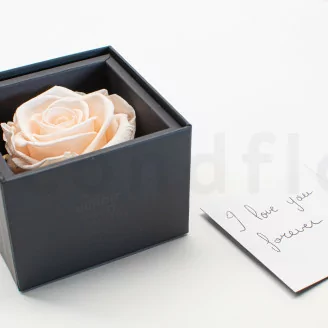 Geschenkset mit konservierten Rosen Rosa