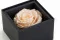 Coffret Rose stabilis&eacute;e Rose 2