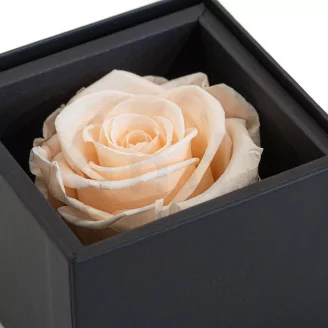 Preserved rose in a box Pink