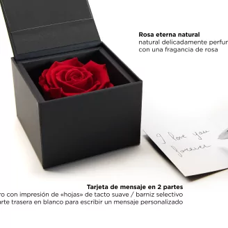 Rosa preservada en caja Rosa