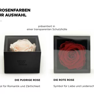 Geschenkset mit konservierten Rosen Rosa