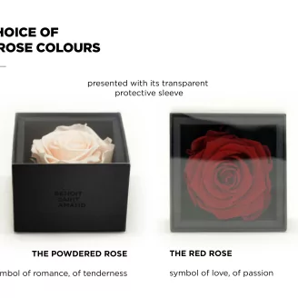 Preserved rose in a box Pink