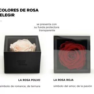 Rosa preservada en caja Rosa