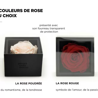 Coffret Rose stabilis&eacute;e Rose