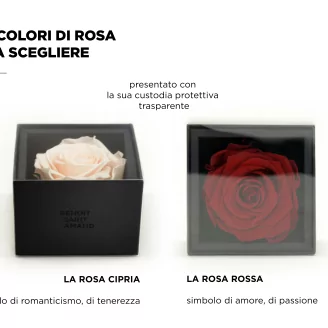 Scatola con rosa stabilizzata Rosa