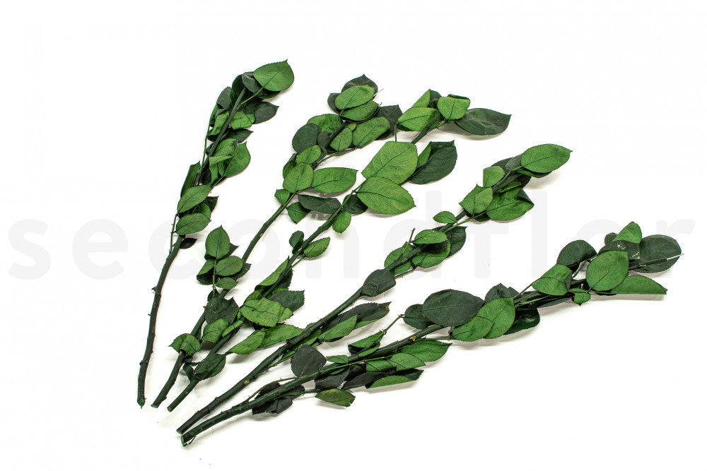 Tallo de rosa estabilizado larga extra - 5 tallos - Verde Tallo de rosa estabilizado larga extra - 5 tallos - Verde