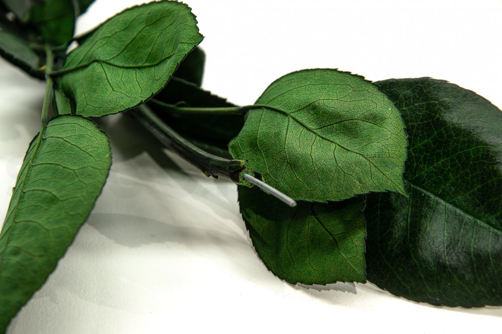 Tallo de rosa estabilizado larga extra - 5 tallos - Verde Tallo de rosa estabilizado larga extra - 5 tallos - Verde