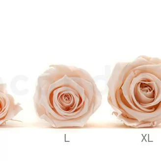 Rose stabilis&eacute;e XL Pink Blush (x6)