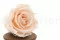 Rosa preservada XL Pink Blush (x6) 4