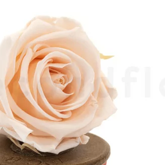 Rose stabilis&eacute;e XL Pink Blush (x6)