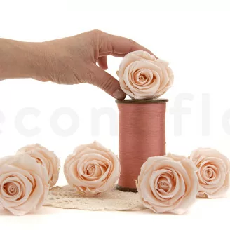 Preserved Rose XL Pink Blush (x6)
