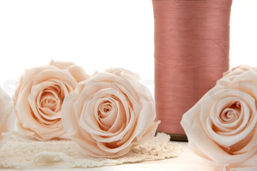 Rose stabilis&eacute;e XL Pink Blush (x6)